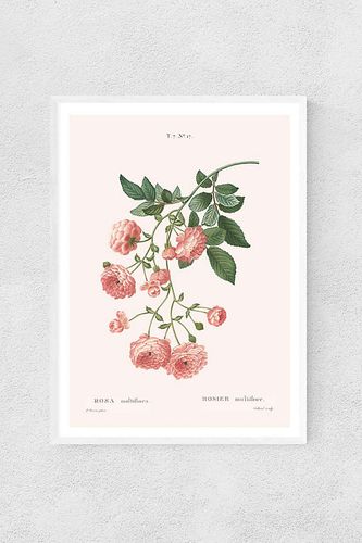 Affiche rosier par en White taille: L chez Anthropologie - Aster - Modalova