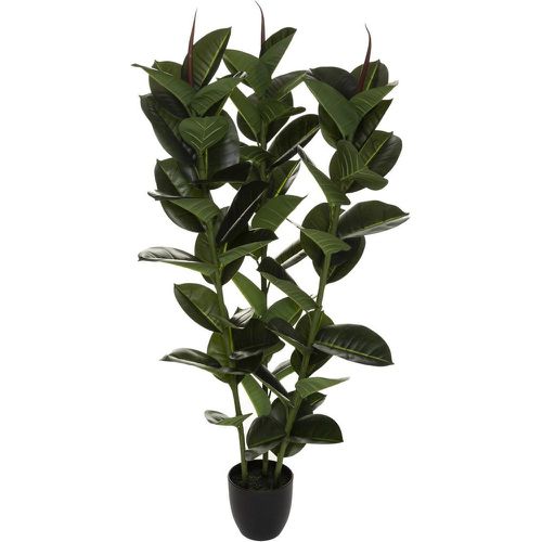 Ficus Robusta H 120 - 3S. x Home - Modalova