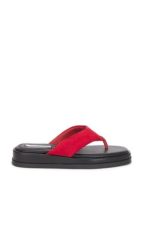 SANDALES BELLA en ,. Taille 6.5. Also en 9 - Steve Madden - Modalova